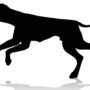Bocah 9 Tahun di Bogor Jadi Korban Serangan Anjing Pemburu Hingga Tewas