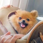 anjing-pom anjing Pomeranian