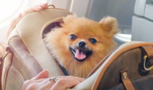 anjing-pom anjing Pomeranian