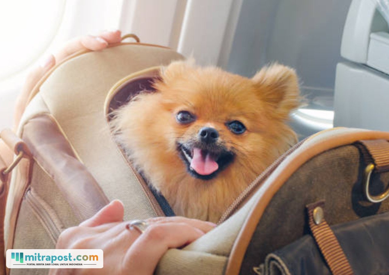 anjing Pomeranian