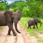 Ilustrasi gajah/istock