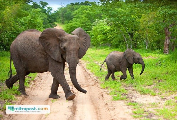 Ilustrasi gajah/istock