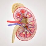 Ilustrasi ginjal/istock