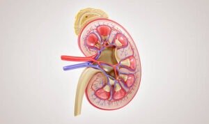 Ilustrasi ginjal/istock