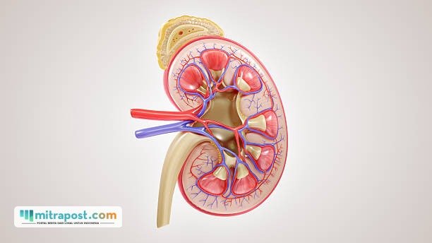 Ilustrasi ginjal/istock