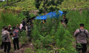 Ilustrasi ladang ganja Upayakan Pemutusan Rantai Narkoba, BNN Ubah Petani Ganja Jadi Kopi