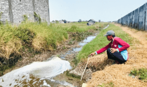 Foto : Petambak udang menunjukkan limbah yang keluar dari PT Juifa International Foods tepat Desa Gadingrejo, Kecamatan Juwana. (Sumber. Mitrapost.com/ Ilham)