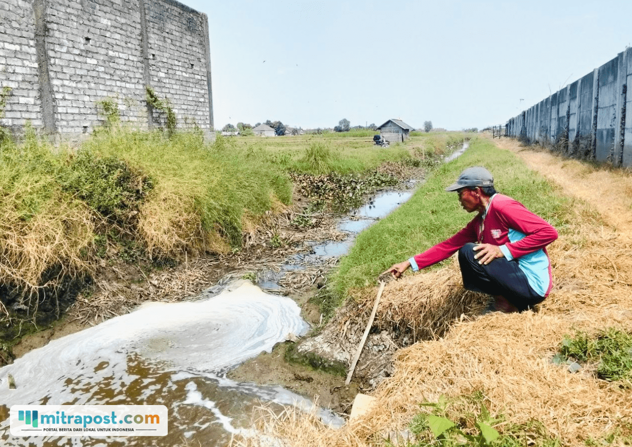 Foto : Petambak udang menunjukkan limbah yang keluar dari PT Juifa International Foods tepat Desa Gadingrejo, Kecamatan Juwana. (Sumber. Mitrapost.com/ Ilham)