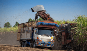 RI Wajibkan Industri Gula untuk Punya Kebun Tebu Mandiri Demi Kejar Swasembada Pangan
