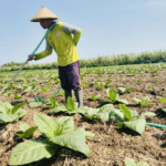 Petani melakukan perawatan tembakau di wilayah Kecamatan Jaken, belum lama ini Foto : Petani melakukan perawatan tembakau di wilayah Kecamatan Jaken, belum lama ini. (Sumber. Mitrapost.com/ Ilham)