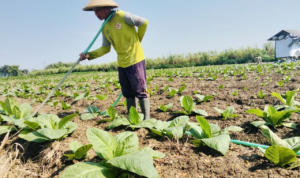 Foto : Petani melakukan perawatan tembakau di wilayah Kecamatan Jaken, belum lama ini. (Sumber. Mitrapost.com/ Ilham)