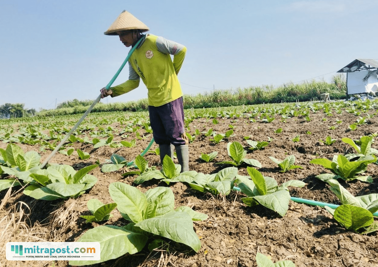 Foto : Petani melakukan perawatan tembakau di wilayah Kecamatan Jaken, belum lama ini. (Sumber. Mitrapost.com/ Ilham)