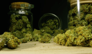 anja Mahasiswa di Medan Nekat Edarkan Ganja ke Teman Kampus, Polisi Masih Buru Pemasok