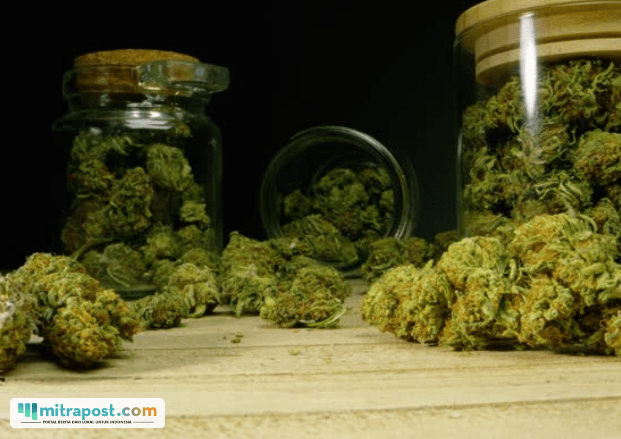 Mahasiswa di Medan Nekat Edarkan Ganja ke Teman Kampus, Polisi Masih Buru Pemasok