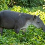 Ilustrasi tapir/istock