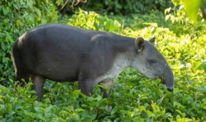Ilustrasi tapir/istock