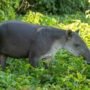 Ilustrasi tapir/istock