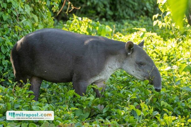 Ilustrasi tapir/istock