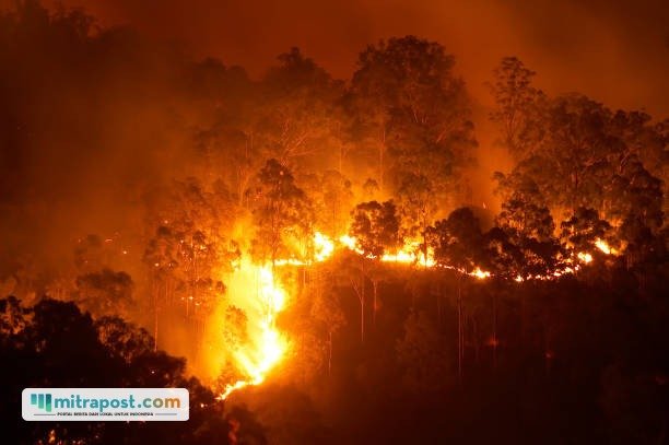 Ilustrasi kebakaran hutan / istock
