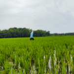 lahan-pertanian Pemkab Pati Petakan Lahan Pertanian Pangan Berkelanjutan dalam Rangka Penataan Kawasan Industri