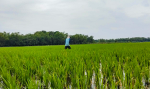 Pemkab Pati Petakan Lahan Pertanian Pangan Berkelanjutan dalam Rangka Penataan Kawasan Industri