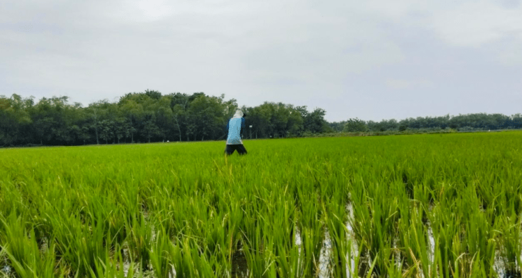 lahan-pertanian Pemkab Pati Petakan Lahan Pertanian Pangan Berkelanjutan dalam Rangka Penataan Kawasan Industri