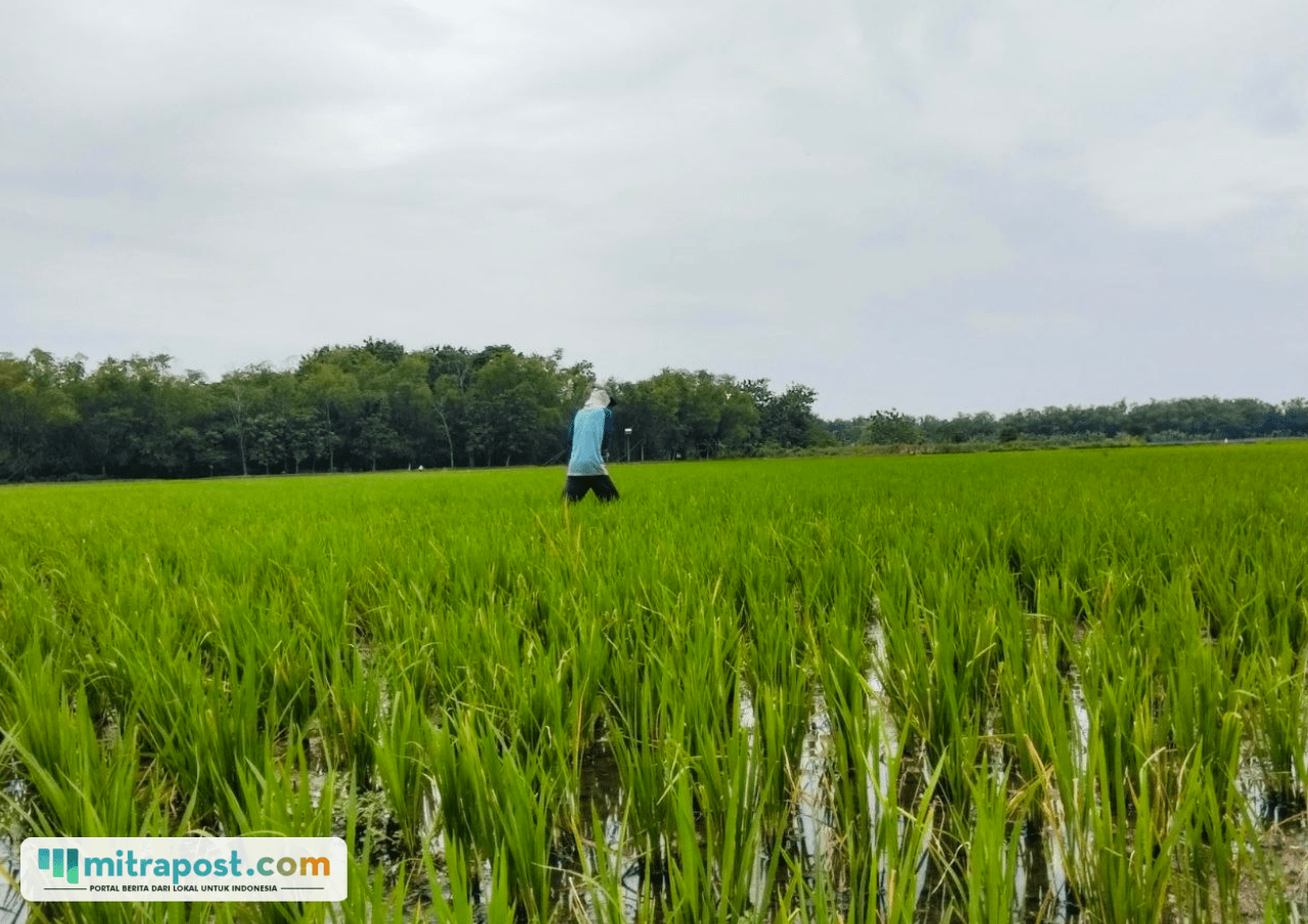 Pemkab Pati Petakan Lahan Pertanian Pangan Berkelanjutan dalam Rangka Penataan Kawasan Industri
