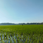 pertanian Foto : Tanaman Padi di area Kecamatan Jakenan, belum lama ini. (Sumber. Mitrapost.com/ Ilham) Pati