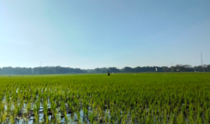 pertanian Foto : Tanaman Padi di area Kecamatan Jakenan, belum lama ini. (Sumber. Mitrapost.com/ Ilham)