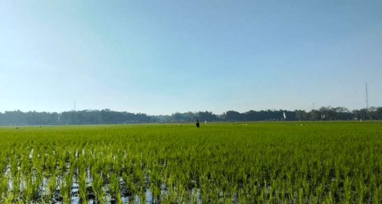 pertanian Foto : Tanaman Padi di area Kecamatan Jakenan, belum lama ini. (Sumber. Mitrapost.com/ Ilham) Pati
