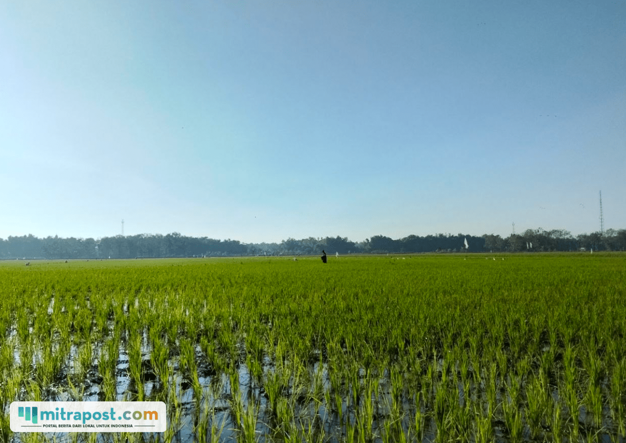 Foto : Tanaman Padi di area Kecamatan Jakenan, belum lama ini. (Sumber. Mitrapost.com/ Ilham) Pati