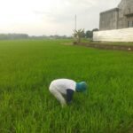 Foto : Petani sedang menggarap lahan padi di wilayah Pati, belum lama ini. (Sumber. Mitrapost.com/ Ilham) Foto : Petani sedang menggarap lahan padi di wilayah Pati, belum lama ini. (Sumber. Mitrapost.com/ Ilham)