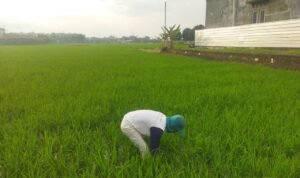 Foto : Petani sedang menggarap lahan padi di wilayah Pati, belum lama ini. (Sumber. Mitrapost.com/ Ilham)