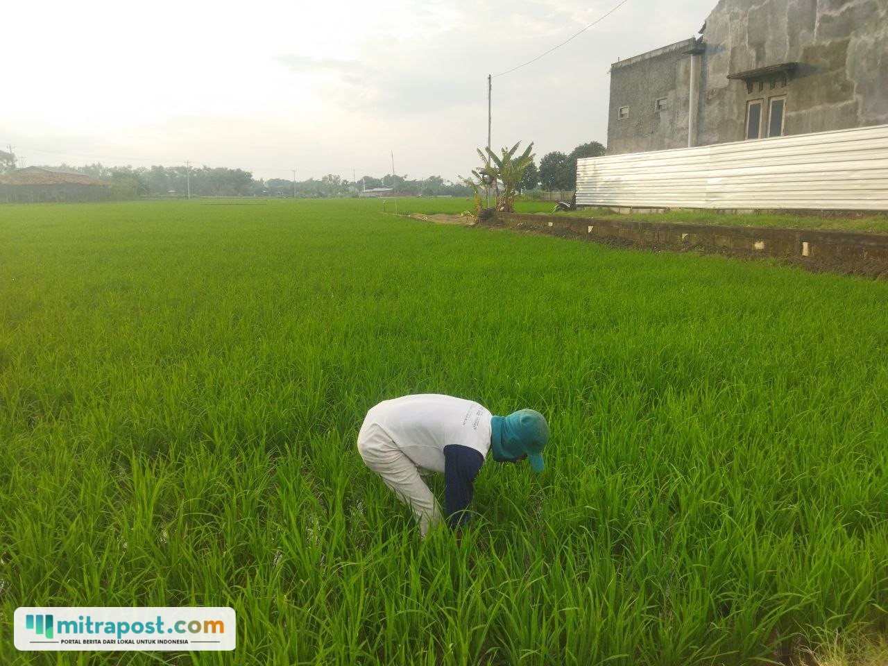 Foto : Petani sedang menggarap lahan padi di wilayah Pati, belum lama ini. (Sumber. Mitrapost.com/ Ilham)