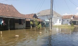 Foto : Kondisi banjir rob di Desa Tunggulsari, Kecamatan Tayu Pati, Kamis (16/07/2026). (Dok. Pemdes Tunggulsari)