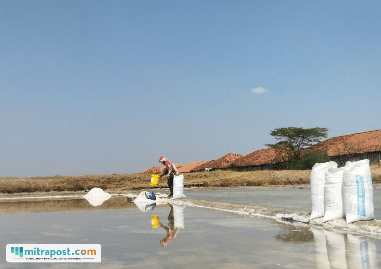 Luas Lahan Produksi Garam di Pati Tahun Ini Diprediksi Capai 3.100 Hektar
