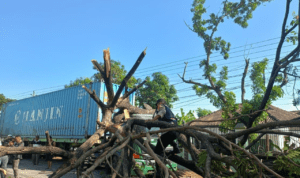 Foto : Truk Boks Kontainer Tertimpa Pohon di Jalan Pantura Batangan Pati. (Dok. Polsek Batangan Pati)