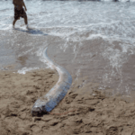 Ikan Oarfish Langka Ditemukan Mati Terdampar di Pantai Pink Lombok