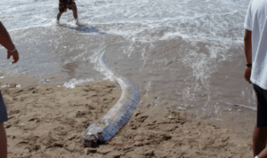 Ilustrasi penemuan Ikan Oarfish di pinggir pantai Ikan Oarfish Langka Ditemukan Mati Terdampar di Pantai Pink Lombok