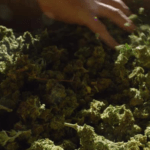ganja Terbongkar Modus Penyelundupan Ganja di Bus ALS, Dikamuflasekan Jadi Gula dan Dodol