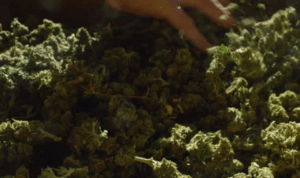 ganja Terbongkar Modus Penyelundupan Ganja di Bus ALS, Dikamuflasekan Jadi Gula dan Dodol