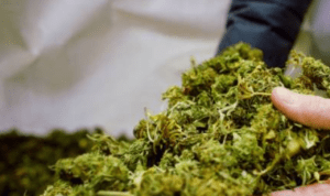 Terungkap Peredaran Ganja Kering di Tembung Medan, 2 Orang Ditangkap