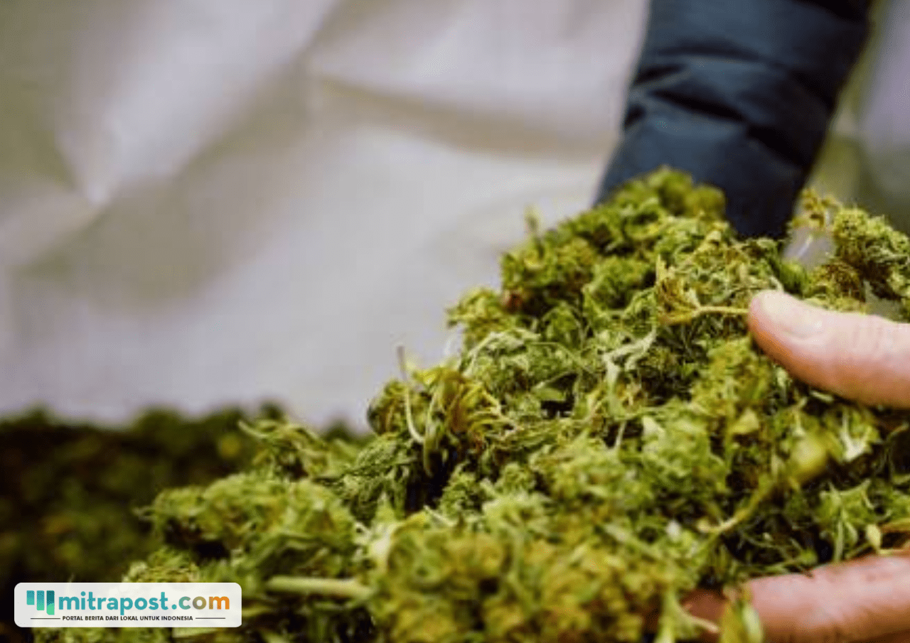 Terungkap Peredaran Ganja Kering di Tembung Medan, 2 Orang Ditangkap