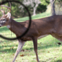 Ilustrasi berburu rusa/istock