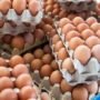 Ilustrasi telur/istock