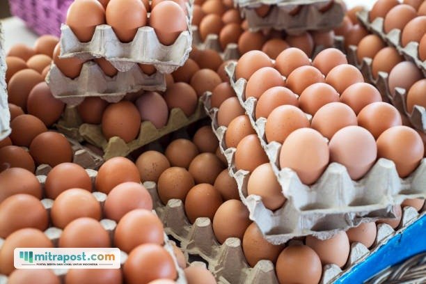 Ilustrasi telur/istock