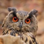 Ilustrasi burung hantu/istock