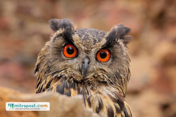 Ilustrasi burung hantu/istock