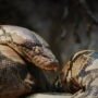Ilustrasi ular piton/istock