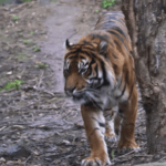 karhutla-riau Karhutla di Riau Hanguskan Habitat Harimau Sumatera di Suaka Margasatwa Kerumutan